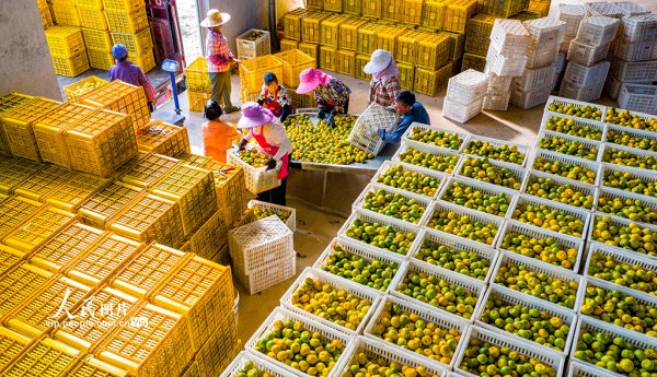 股票配资资质 江西新余：收获蜜桔